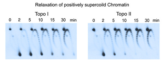 Relax (+)S chromatin